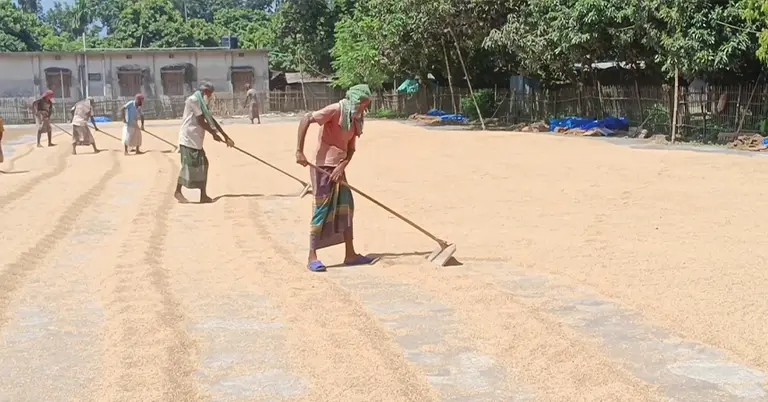 দিনাজপুরের চালকলে কাজ করছেন শ্রমিকরা